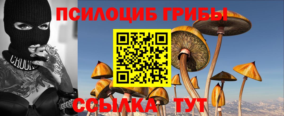 Псилоцибиновые грибы GOLDEN TEACHER  Вход с VPN  Михайловск  Псилоцибиновые грибы прущие грибы 